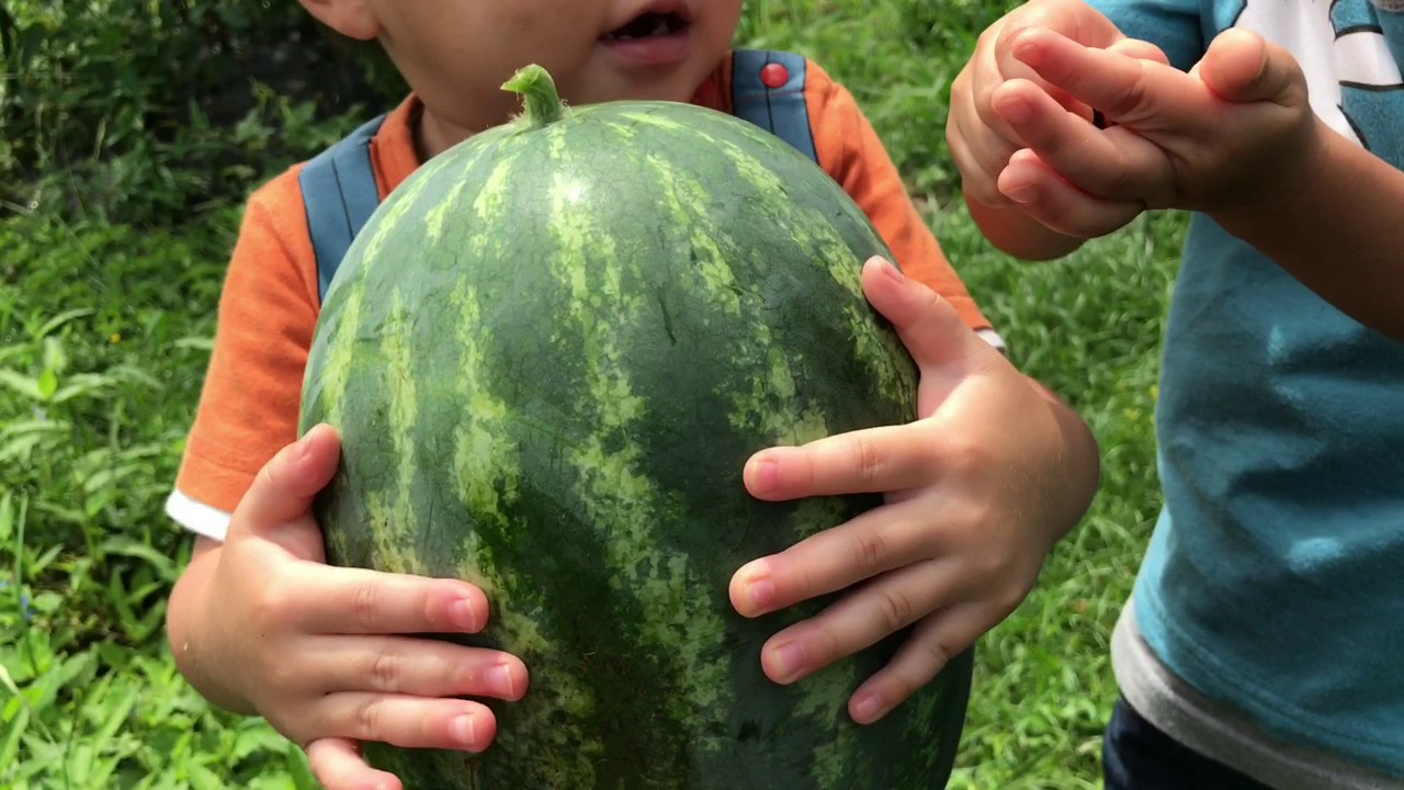 動画で家庭菜園『虎太郎スイカ採ったど～！』