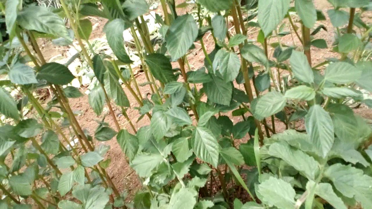 モロヘイヤとカエル　家庭菜園