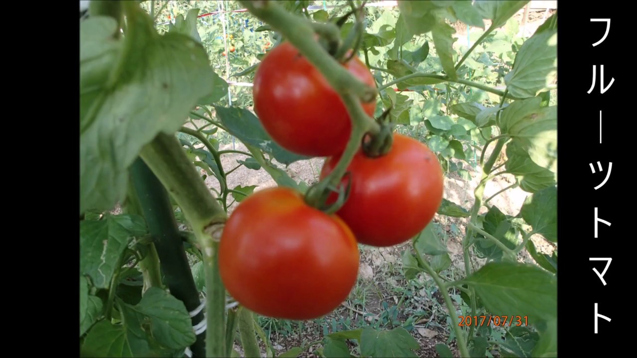 家庭菜園の野菜たち　2017年7月31日