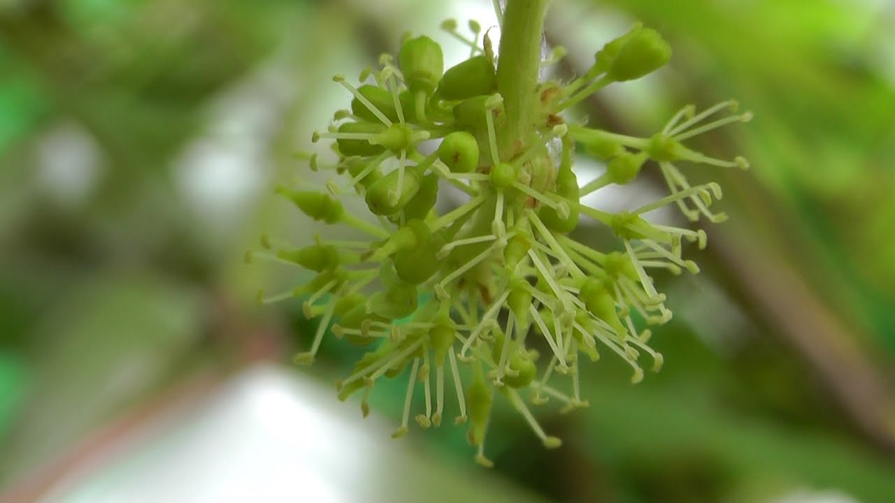 家庭菜園（113）　また、おしべとめしべが出現、そして上部のブドウ棚に雨のおかげで茂み状態が加速