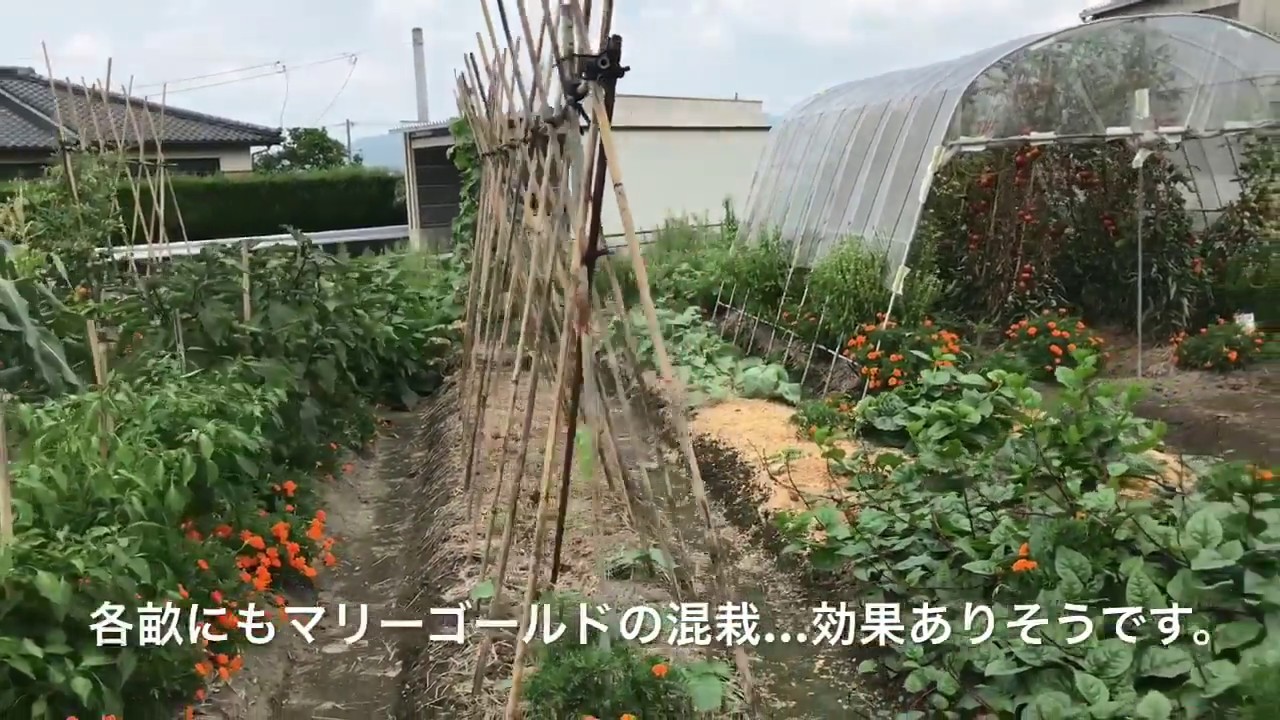 動画で家庭菜園　人の畑がみてみたい！『こりゃスゴい！マリーゴールドに囲まれた非常にレベルの高い菜園』Ｈ29.7.28