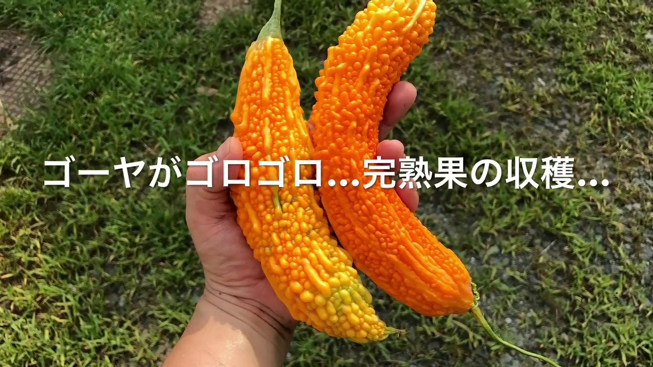 動画で家庭菜園『ゴーヤがゴロゴロ…完熟果の収穫…』