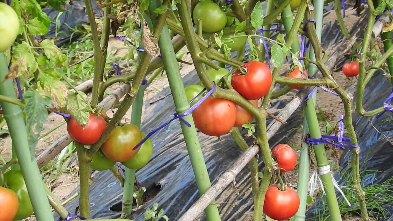 トマト　初収穫　家庭菜園