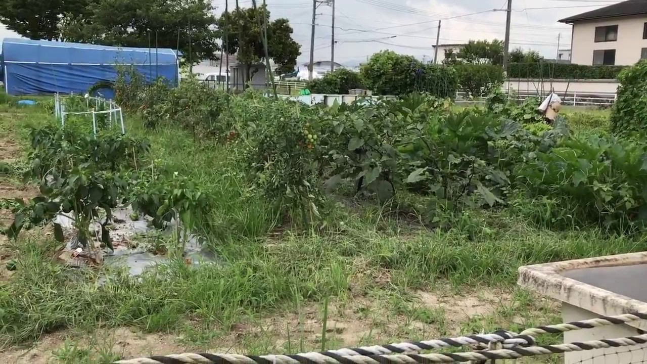 動画で家庭菜園　人の畑が見てみたい！『ズッキーニが巨大化している畑』Ｈ29.7.6