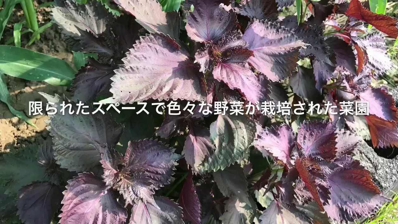 動画で家庭菜園　人の畑が見てみたい！『限られたスペースで色々な野菜が栽培された菜園』Ｈ29.7.22