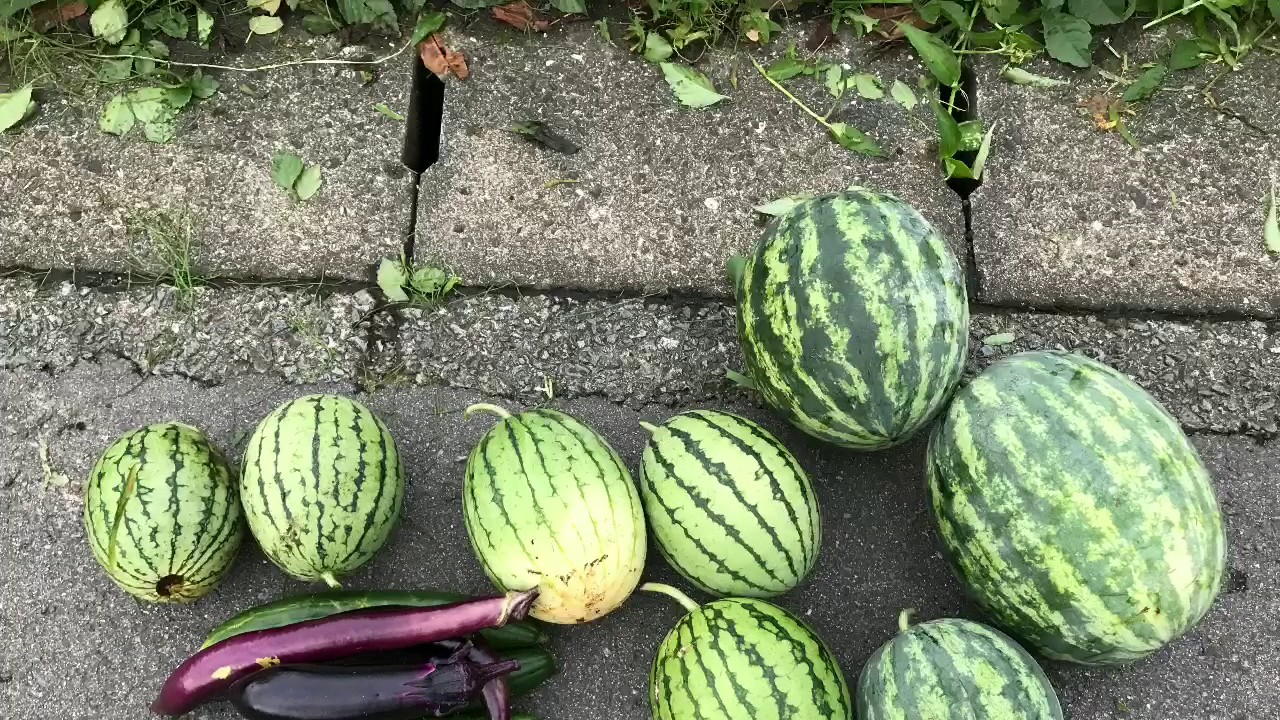 動画で家庭菜園『雨が止みそうにないので…とりあえず除草作業します…』雨で痛むのを避けるため、スイカも全部収穫しました。Ｈ29.7.7