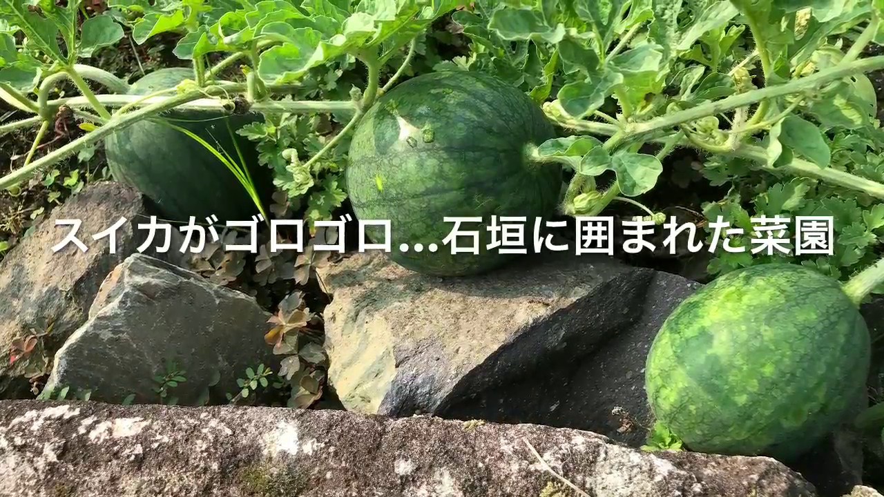 動画で家庭菜園　隣の畑が見てみたい！『スイカがゴロゴロ…石垣に囲まれた菜園』Ｈ29.722