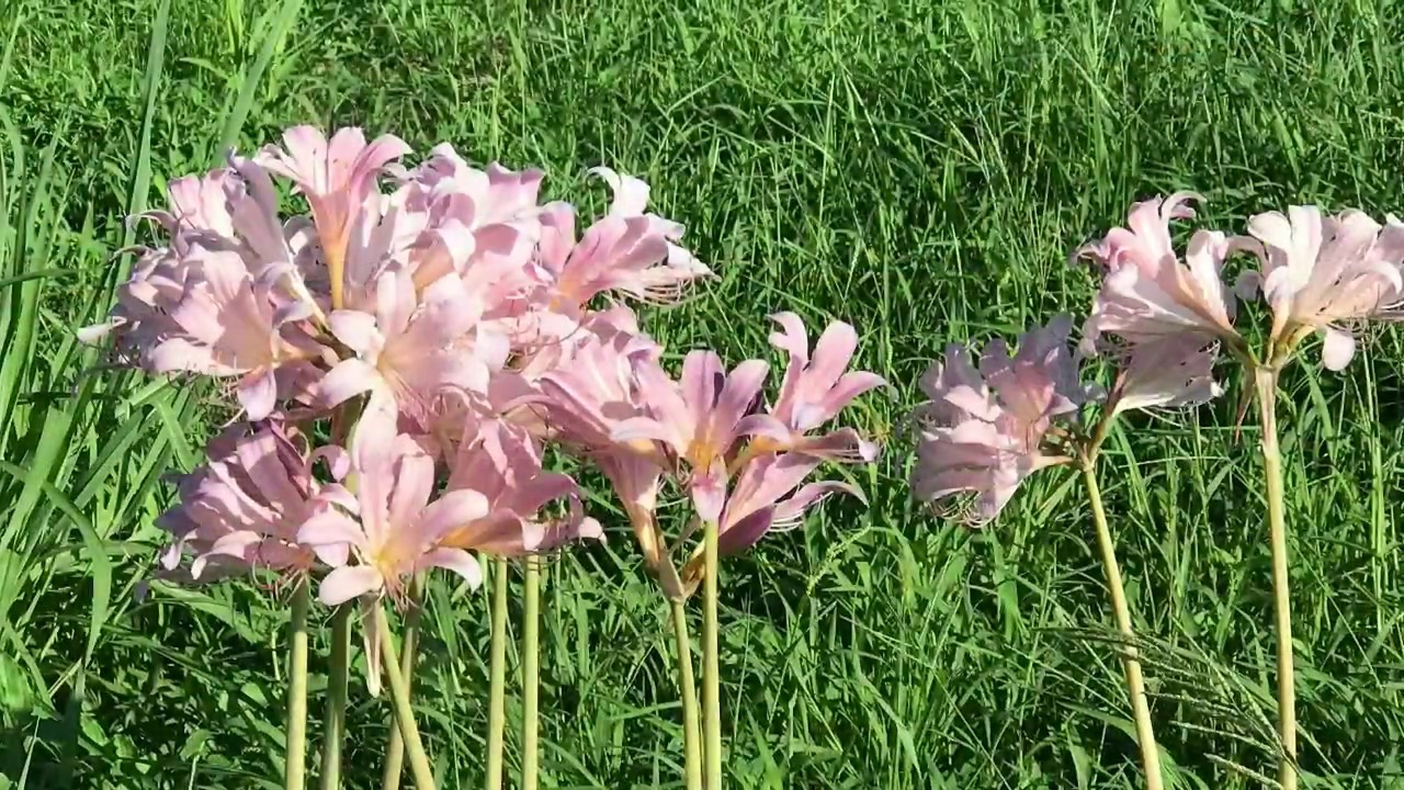 動画で家庭菜園『花咲くイチジク畑を観察(一文字仕立て)』Ｈ29.8.22