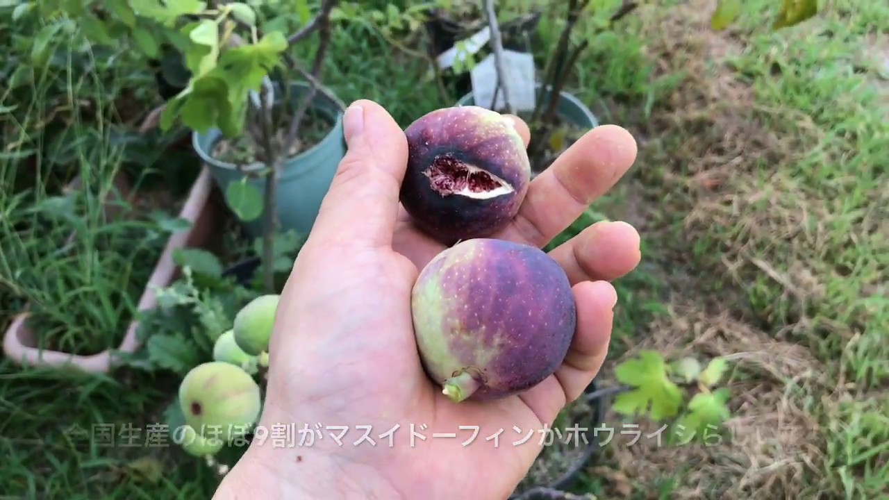 動画で家庭菜園『今が食べ頃…秋採り？イチジクを楽しむ(＊＾▽＾＊)』Ｈ29.8.18