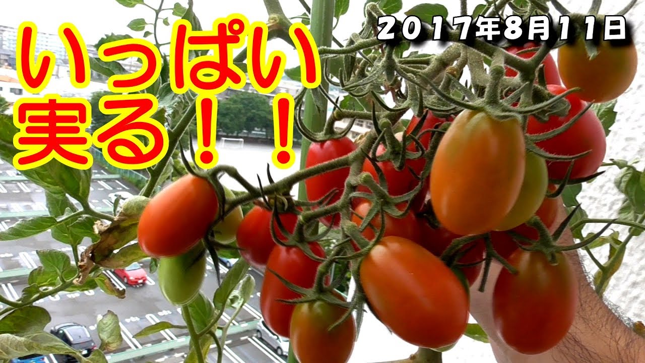 【家庭菜園、園芸】#2 めっちゃ収穫！ガーデニング初心者のミニトマト栽培！収穫編 Harvest mini tomatoes.