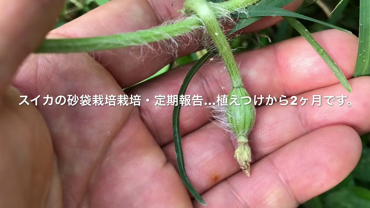 動画で家庭菜園『スイカの砂袋栽培・定期報告…植えつけから2ヶ月です。』Ｈ29.8.19