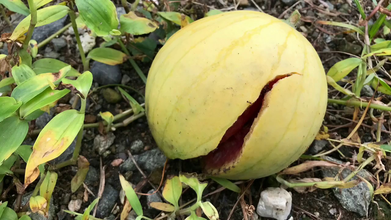 動画で家庭菜園『スイカは破れるし…ゴーヤやスイカを根こそぎ採ってくる母と息子の会話…』ｈ29.8.16