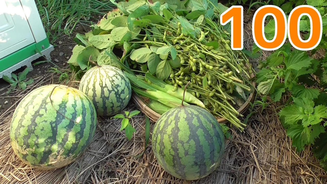 【家庭菜園#100】イチョウ芋の掘り出しとエダマメ大収穫！