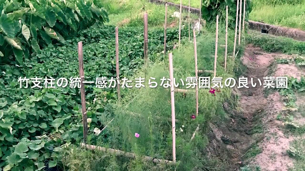 動画で家庭菜園　人の畑が見てみたい！『竹支柱の統一感がたまらない雰囲気の良い菜園』Ｈ29.8.4