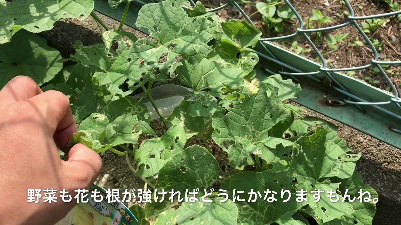 動画で家庭菜園『スイカとメロン…プランターで砂袋栽培・定期報告…初の失敗例です。』Ｈ29.8.19