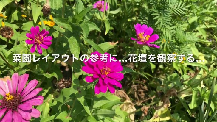 動画で家庭菜園 人の畑が見てみたい 菜園レイアウトの参考に 花壇を観察する とれた Toreta Net