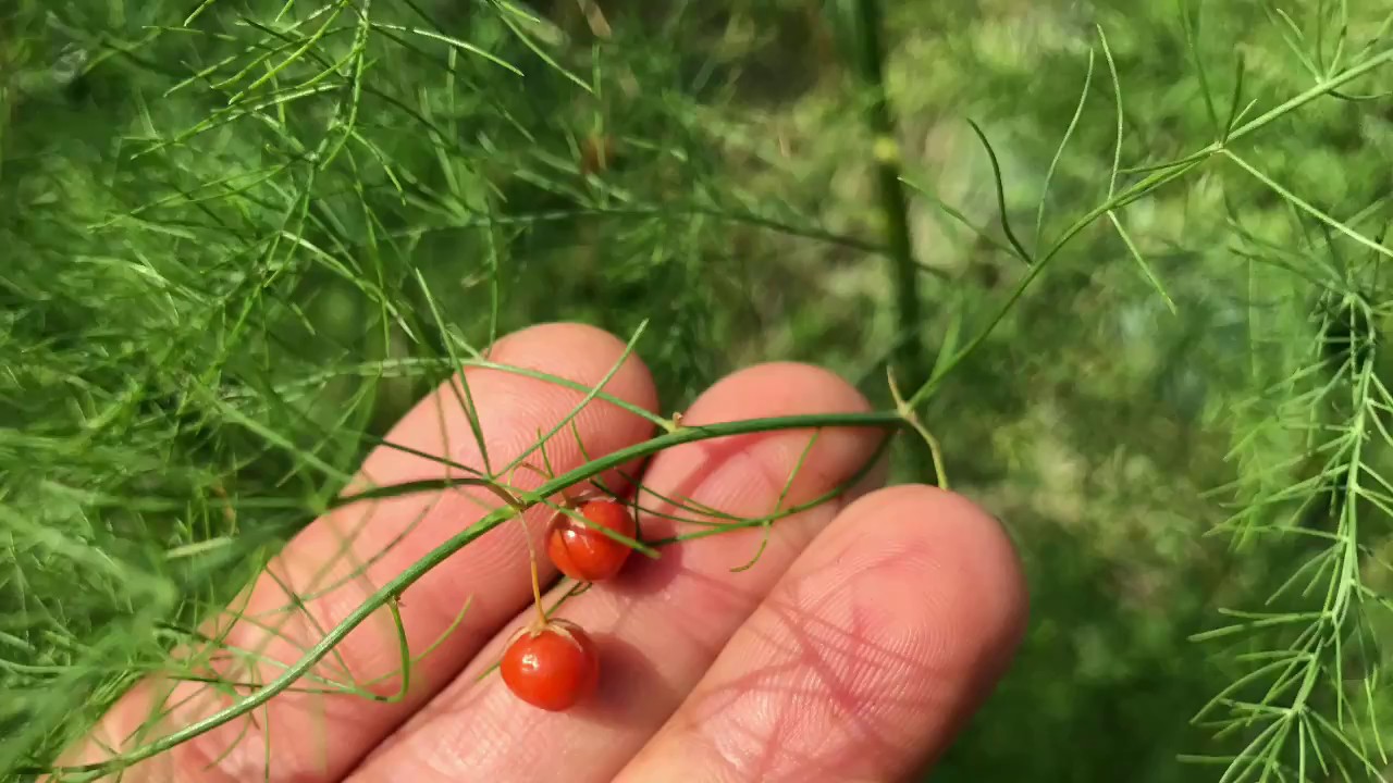 動画で家庭菜園『アスパラガスのチョットした発見に感動する？？？』Ｈ29.8.24