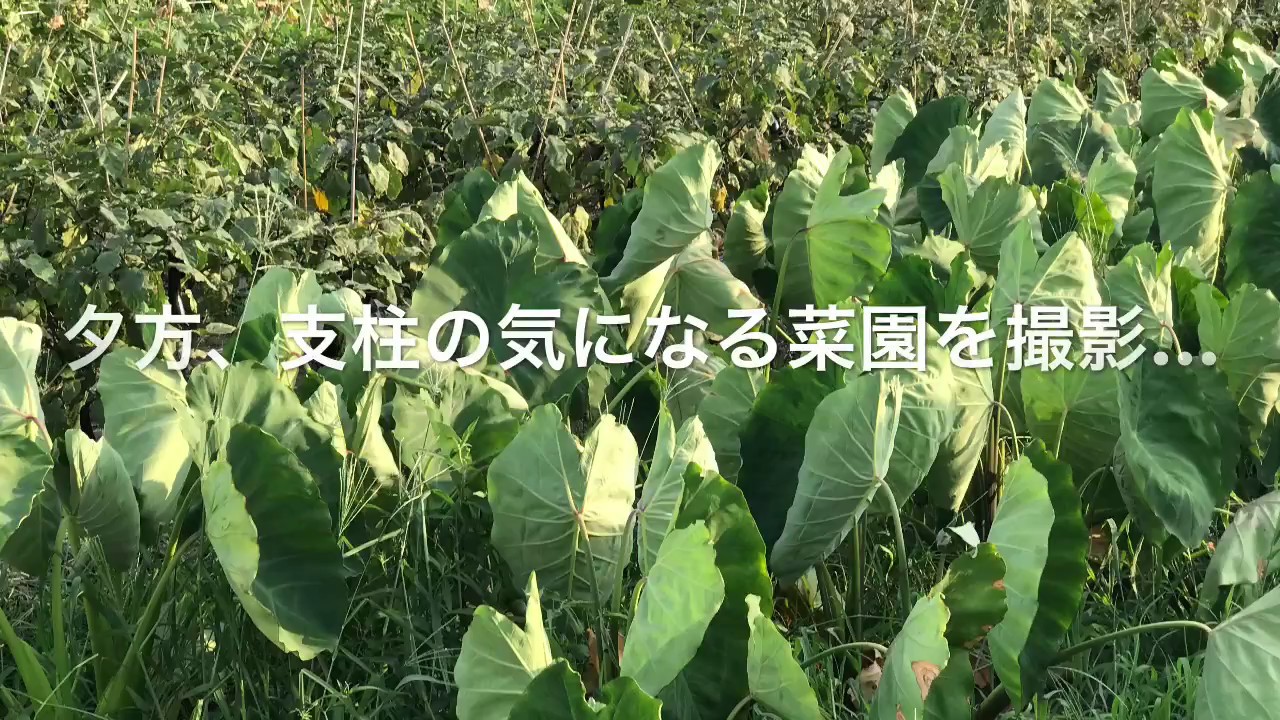 動画で家庭菜園　人の畑が見てみたい『支柱の気になる菜園を撮影…』Ｈ29.8.13