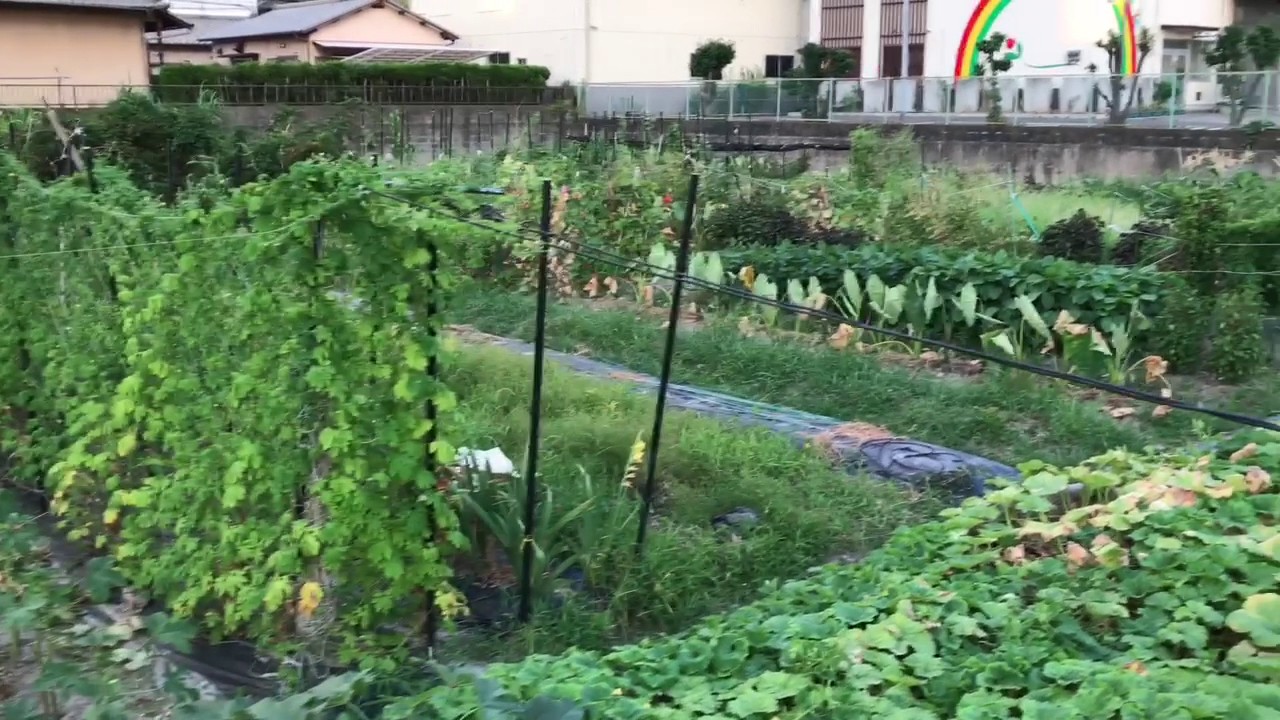 動画で家庭菜園　人の畑が見てみたい『帰り道…ふっと菜園を撮影してみる…』Ｈ29.8.9