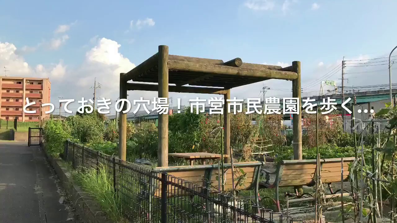 動画で家庭菜園　人の畑が見てみたい『とっておきの穴場！市営市民農園を歩く…』Ｈ29.8.5