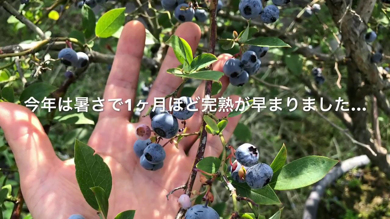 動画で家庭菜園『甘い！8月なのに暑すぎてブルーベリーが完熟した件について…』Ｈ29.8.24