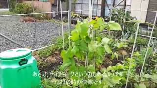 素人の家庭菜園紹介 有機栽培 2017年7月