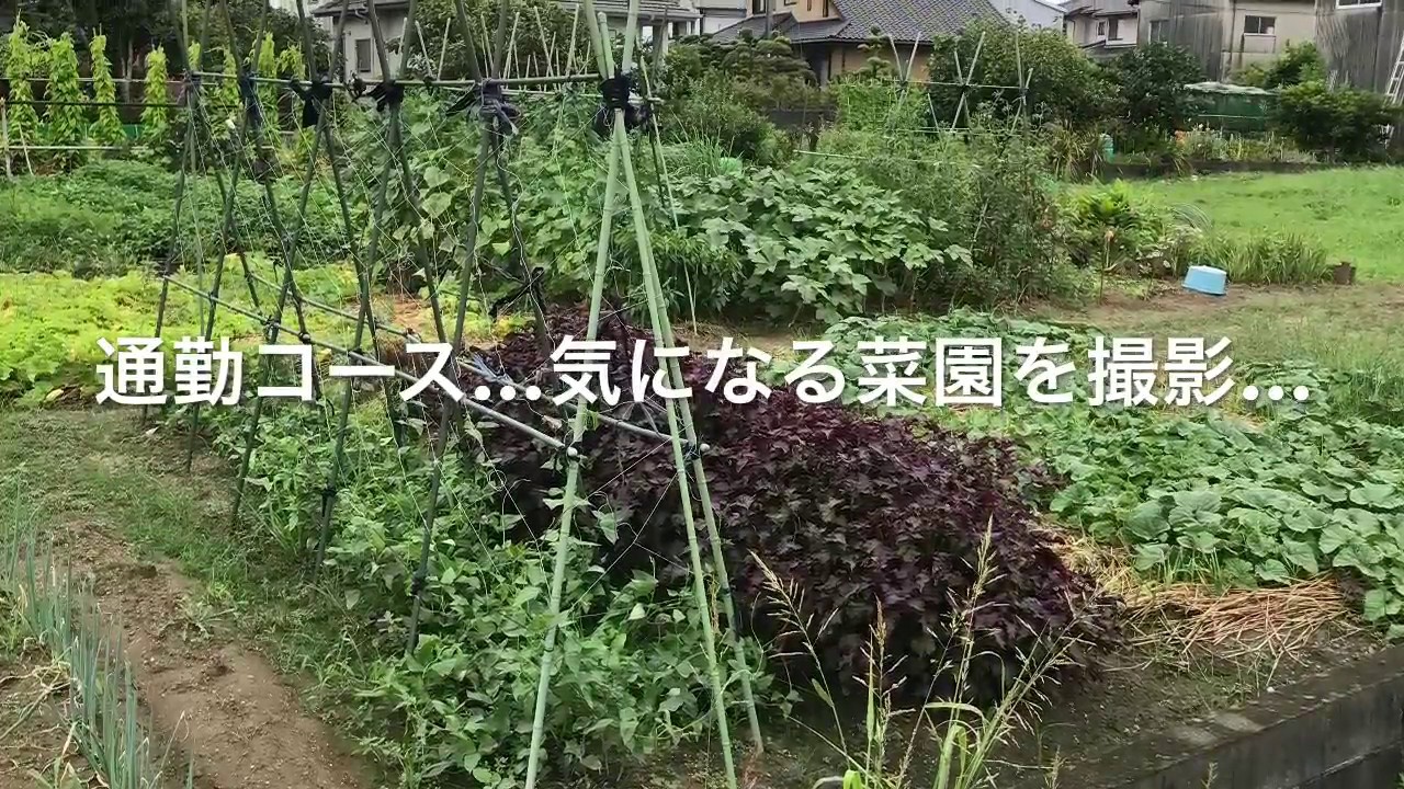 動画で家庭菜園『通勤コース…気になる菜園を撮影…』Ｈ29.7.31