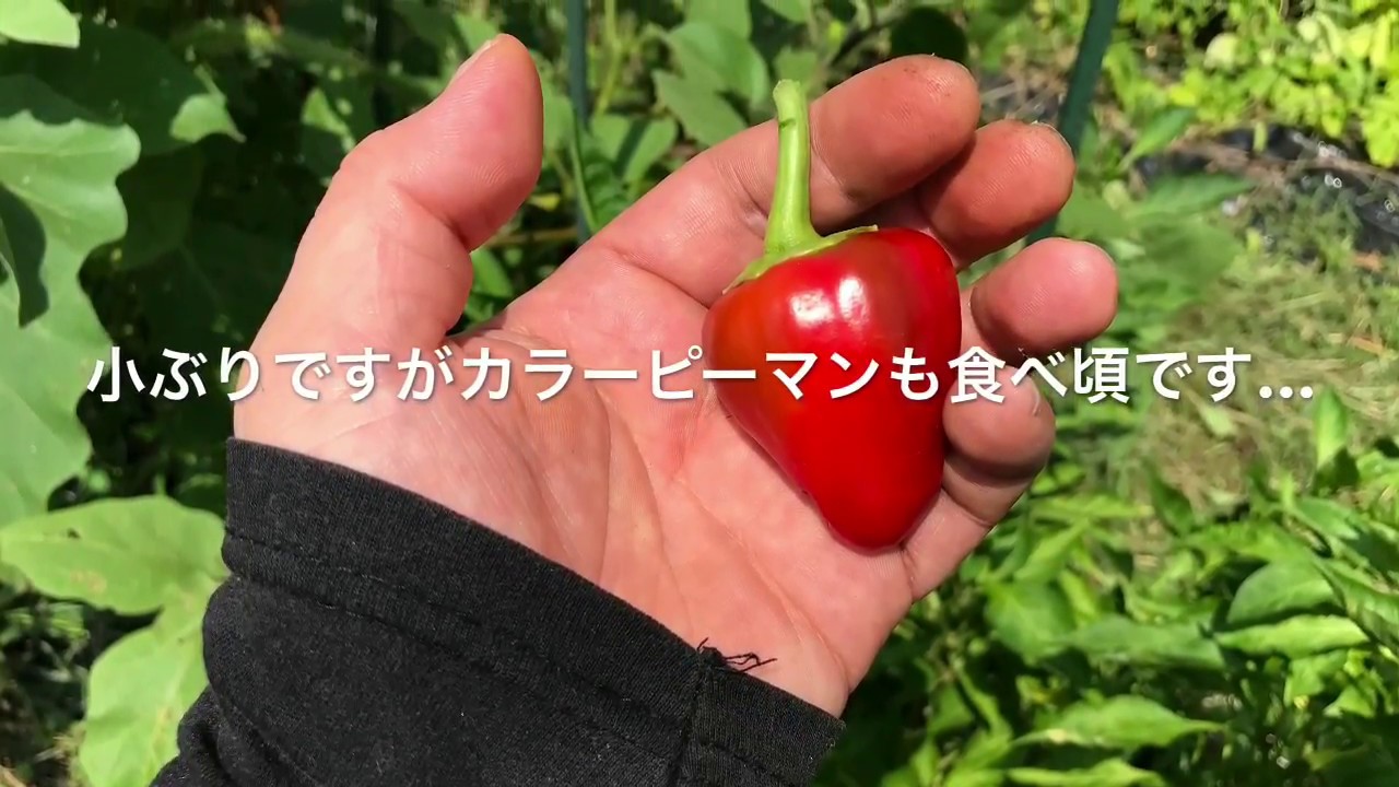 動画で家庭菜園『夏野菜、トマトの吊り下げ栽培なんかも処分…除草作業』Ｈ29.8.17