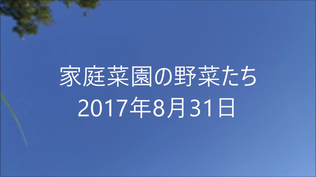 家庭菜園の野菜たち　2017年8月31日