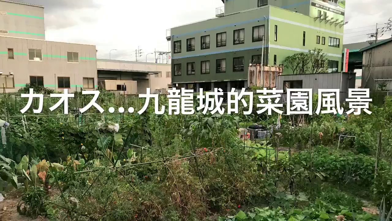 動画で家庭菜園　人の畑が見てみたい！『カオス…九龍城的菜園風景』Ｈ29.8.8