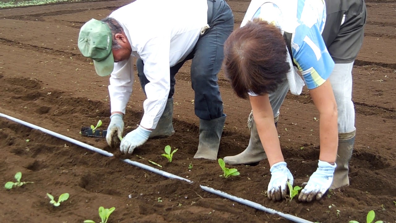 家庭菜園　白菜の定植