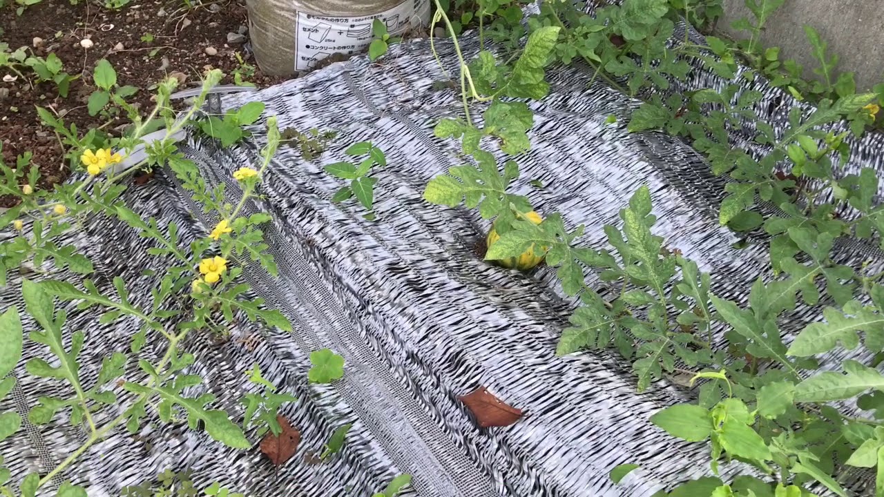 My Movie動画で家庭菜園『夏植えスイカで砂袋栽培…定期報告　株の状態はそこそこ…一株あたり4玉は欲しいところです。』H29.9.19