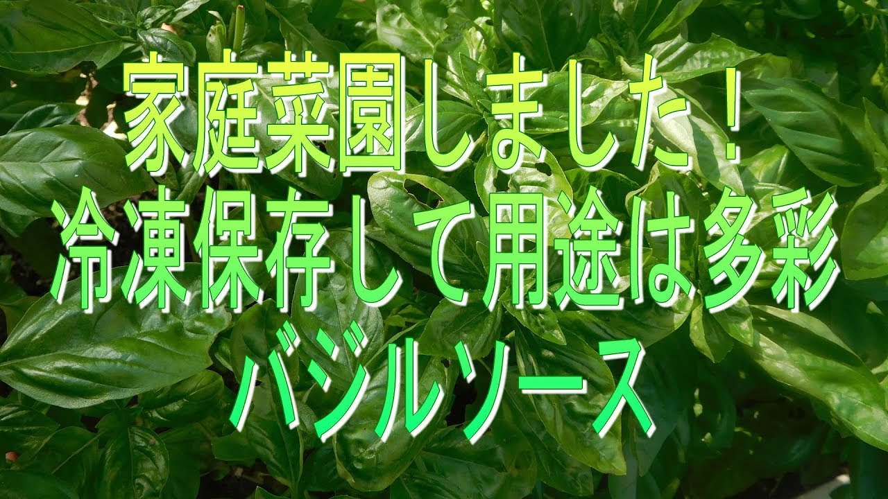 家庭菜園しました！冷凍保存して用途は多彩・バジルソース