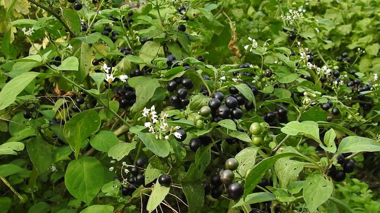 ハックルベリー　第一家庭菜園