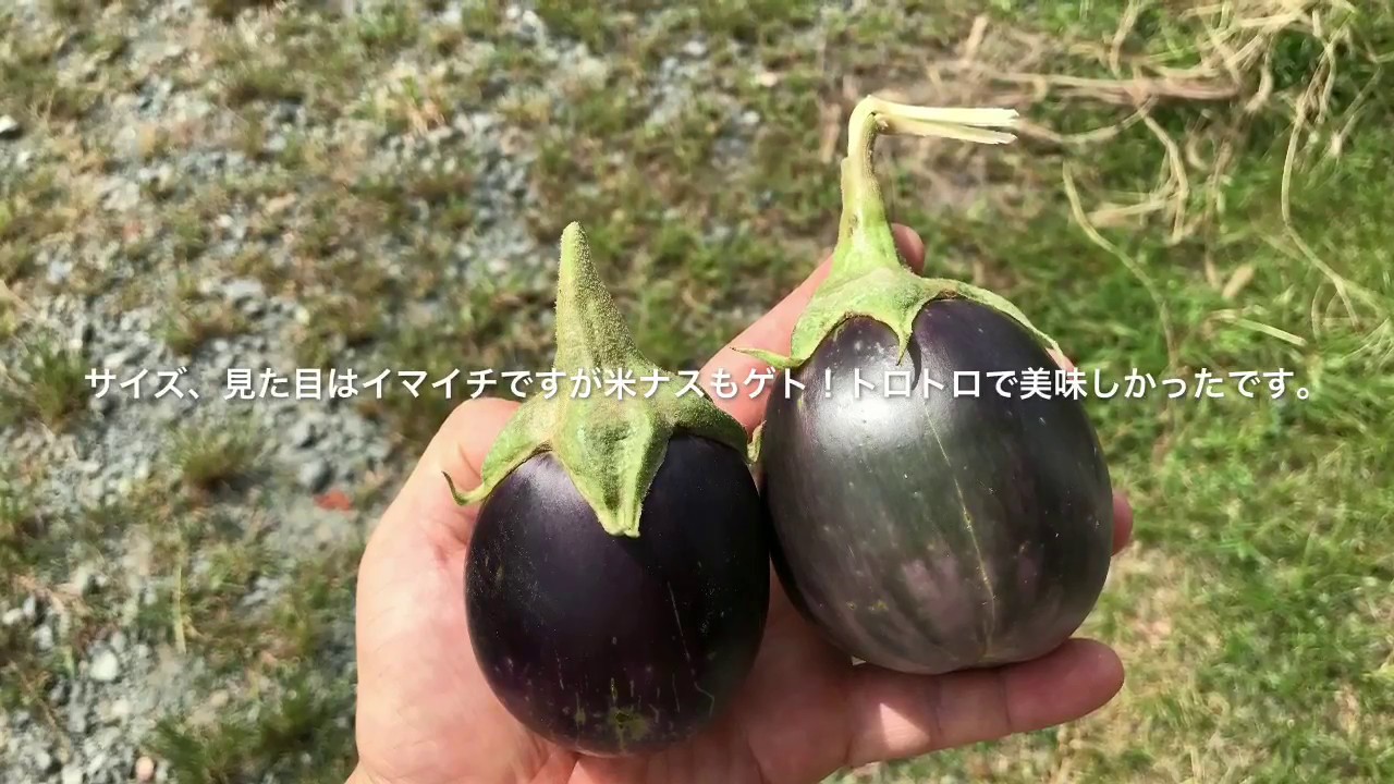 動画で家庭菜園『秋ナスゲットだ！ちょと遅めの更新剪定…ナスの三本仕立て、四方展開仕立て(四本仕立て)の経過なんかもレポします。』Ｈ29.89.1