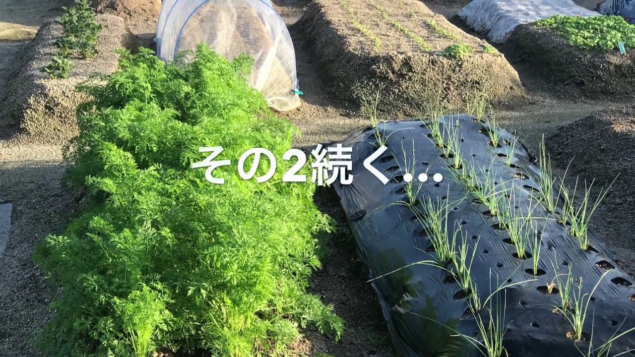 動画で家庭菜園　人の畑が見てみたい『秋野菜の植え付け状況を観察する…ＩＮ空港近くの市民農園　その1』Ｈ29.9.28