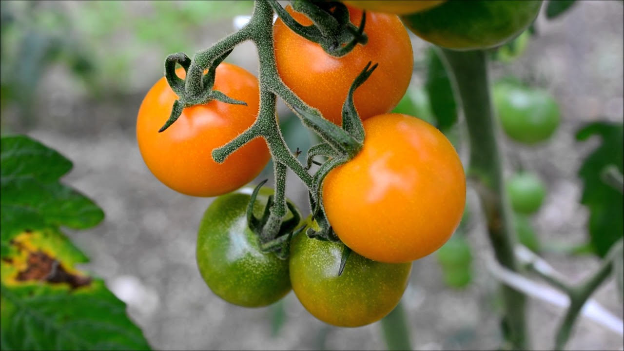 2017 [Fresh tomatoes Home garden] トマトの出来栄え 家庭菜園 新鮮な野菜 色々な料理に仕えて最高 安心安全