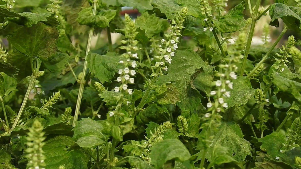 シソ　第２家庭菜園