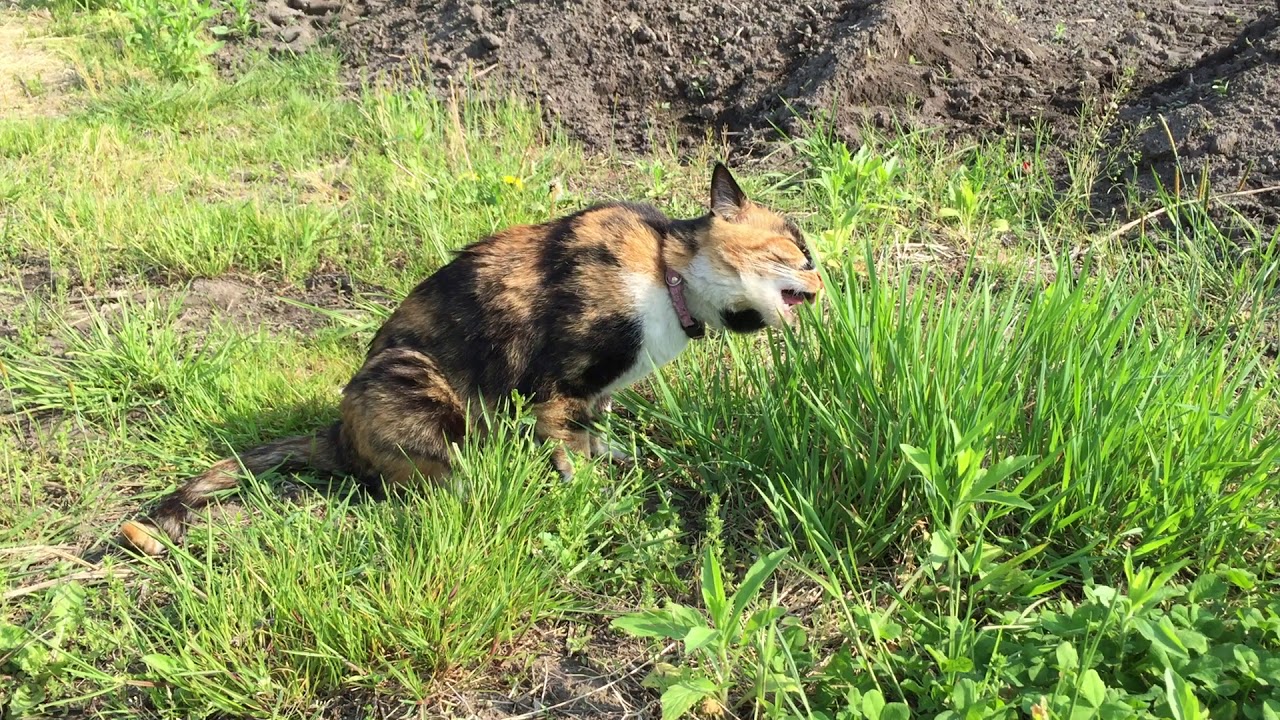 草を食べる三毛猫のみけ子：ズボラ家庭菜園ハナ