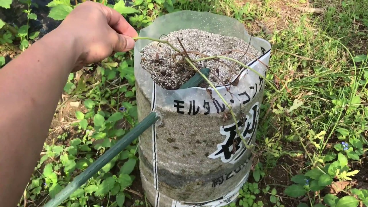 動画で家庭菜園『スイカの砂袋栽培・最終結果報告…結局、植えつけ時期の重要性を再認識した栽培でした！』Ｈ29.9.22