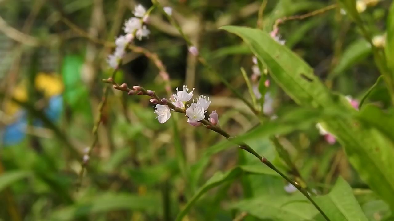 サクラタデ　家庭菜園