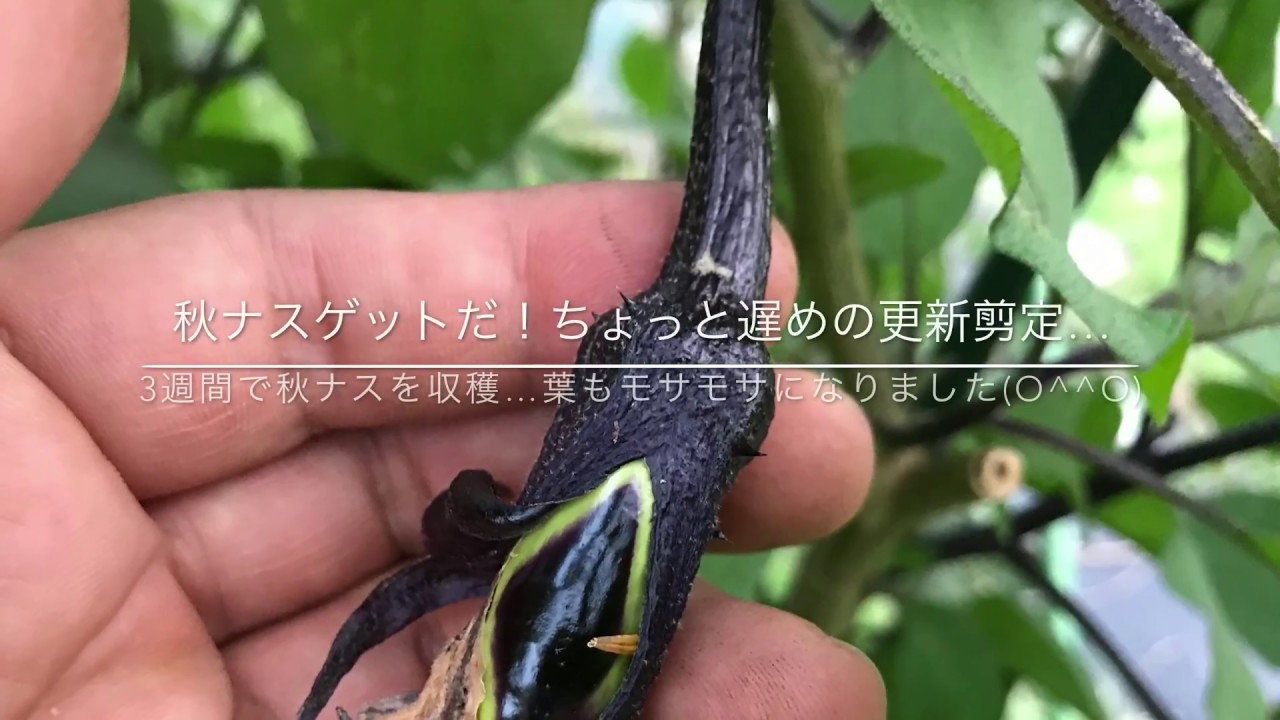 動画で家庭菜園『秋ナスゲットだ！ちょっと遅めの更新剪定…3週間で秋ナスを収穫…葉もモサモサになりました(〇＾＾〇)』Ｈ29.9.25