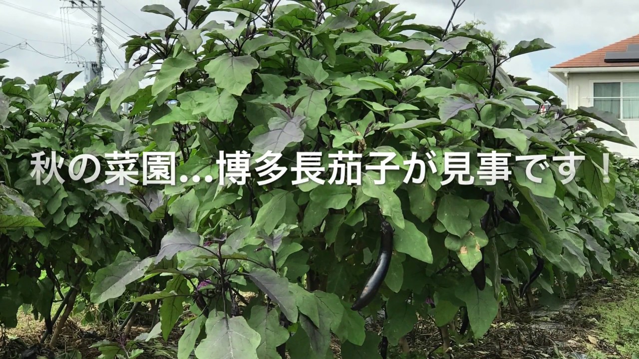 動画で家庭菜園　人の畑が見てみたい『秋の菜園…博多長茄子が見事です！』H29.10.6