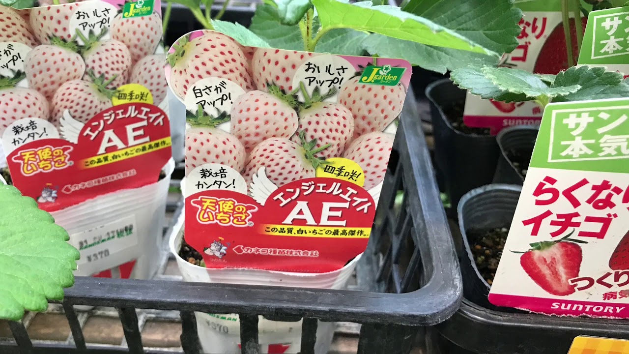 動画で家庭菜園『せっかく熊本に来たので…秋植えの野菜苗を大人買いしちゃいます？？？』Ｈ29.10.1