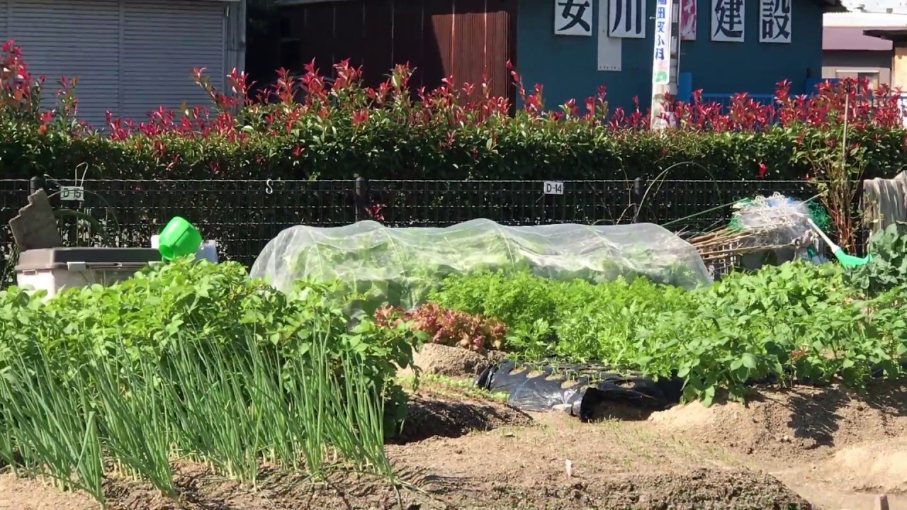 動画で家庭菜園　人の畑が見てみたい『前回の撮影から1カ月　秋野菜の収穫もはじまっています！…ＩＮ空港近くの市民農園　その2』Ｈ29.10.25