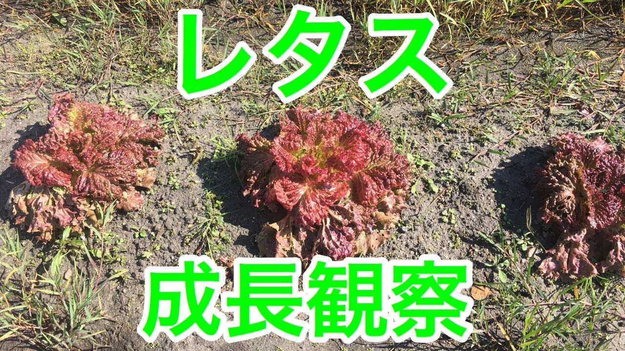 【農Tuber賢王の家庭菜園】 レタス 成長観察