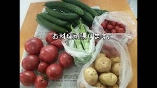【家庭菜園】新鮮野菜で簡単手抜きサイドメニュー