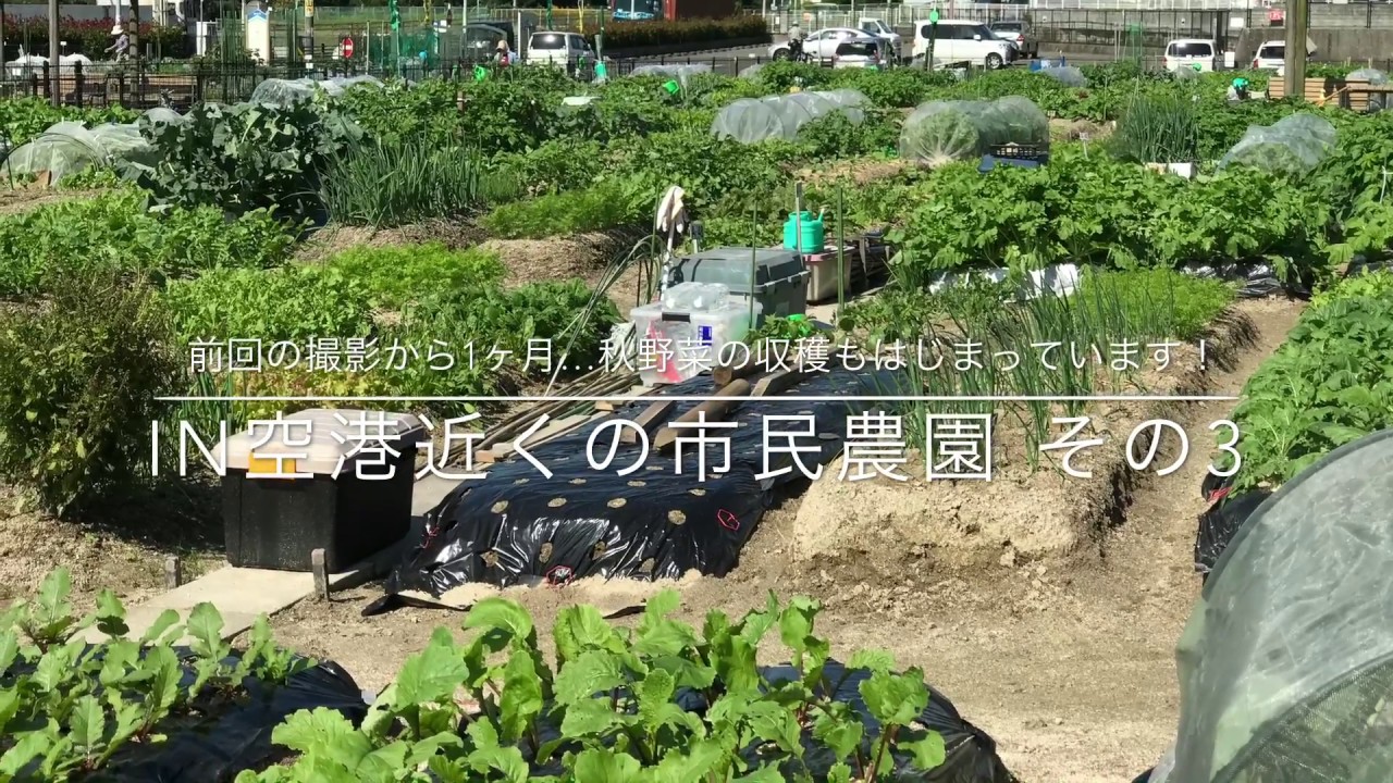 動画で家庭菜園　人の畑が見てみたい『前回の撮影から1カ月　秋野菜の収穫もはじまっています！…ＩＮ空港近くの市民農園　その3』Ｈ29.10.25