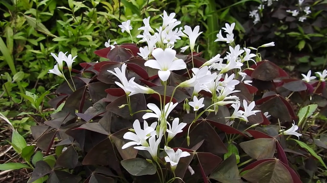 オキザリス　ムラサキノマイ　家庭菜園