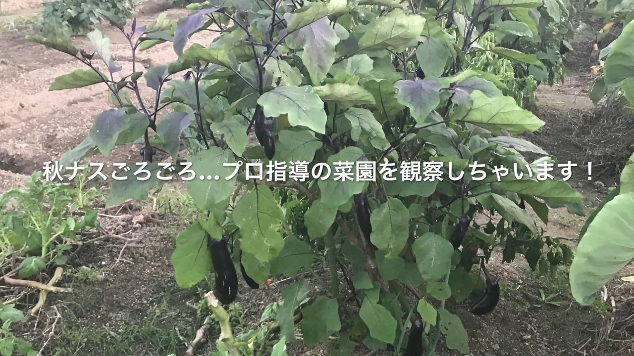 動画で家庭菜園　人の畑が見てみたい『秋ナスごろごろ…プロ指導の菜園を観察しちゃいます！』Ｈ28.9.30